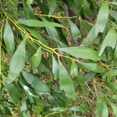 Acacia melanoxylon (Blackwood) at Fraser, ACT - 25 Oct 2023 by trevorpreston