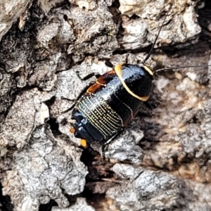 Ellipsidion australe at Fraser, ACT - 25 Oct 2023 03:41 PM