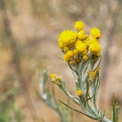 Chrysocephalum semipapposum (Clustered Everlasting) at Fraser, ACT - 25 Oct 2023 by trevorpreston