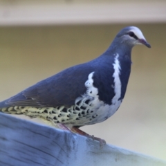 Leucosarcia melanoleuca (Wonga Pigeon) at Mittagong, NSW - 25 Oct 2023 by BarbaraW