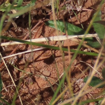 Grona varians (Slender Tick-Trefoil) at Bobundara, NSW - 7 Mar 2021 by AndyRoo