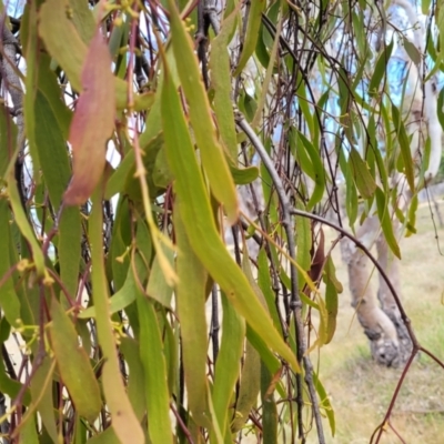 Amyema miquelii (Box Mistletoe) at Fraser, ACT - 25 Oct 2023 by trevorpreston