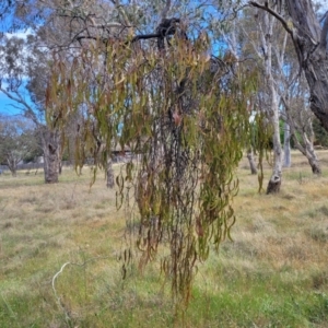 Amyema miquelii at Fraser, ACT - 25 Oct 2023