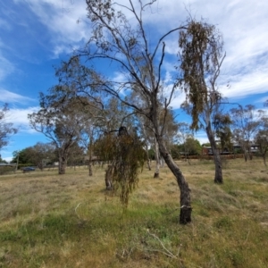 Amyema miquelii at Fraser, ACT - 25 Oct 2023