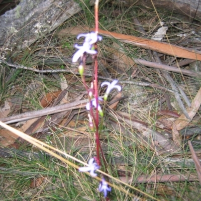 Lobelia sp. (A Lobelia) at Yaouk, NSW - 20 May 2012 by JARS