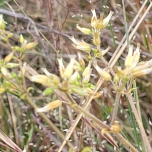 Cerastium vulgare at Spence, ACT - 25 Oct 2023 03:35 PM