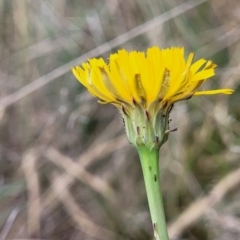 Hypochaeris radicata at Spence, ACT - 25 Oct 2023 03:34 PM