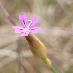 Petrorhagia nanteuilii (Proliferous Pink, Childling Pink) at Spence, ACT - 25 Oct 2023 by trevorpreston