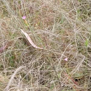 Petrorhagia nanteuilii at Spence, ACT - 25 Oct 2023