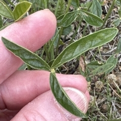 Cullen microcephalum at Yarralumla, ACT - 25 Oct 2023