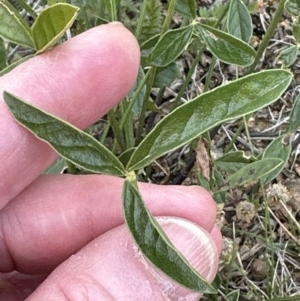 Cullen microcephalum at Yarralumla, ACT - 25 Oct 2023