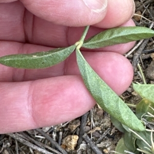 Cullen microcephalum at Yarralumla, ACT - 25 Oct 2023