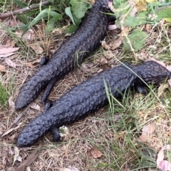 Tiliqua rugosa (Shingleback Lizard) at Mount Ainslie - 25 Oct 2023 by KL