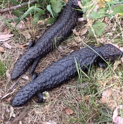 Tiliqua rugosa (Shingleback Lizard) at Majura, ACT - 25 Oct 2023 by KL