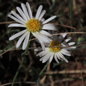 Brachyscome dentata at Bobundara, NSW - 7 Mar 2021 11:20 AM