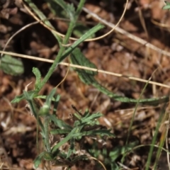 Brachyscome dentata at Bobundara, NSW - 7 Mar 2021 11:20 AM