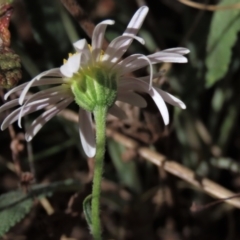 Brachyscome dentata at Bobundara, NSW - 7 Mar 2021 11:20 AM