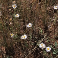 Brachyscome dentata at Bobundara, NSW - 7 Mar 2021 11:20 AM