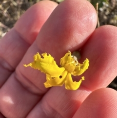 Goodenia pinnatifida (Scrambled Eggs) at Yarralumla, ACT - 25 Oct 2023 by lbradley