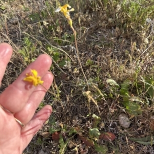 Goodenia pinnatifida at Yarralumla, ACT - 25 Oct 2023 05:36 PM