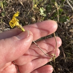 Goodenia pinnatifida at Yarralumla, ACT - 25 Oct 2023 05:36 PM