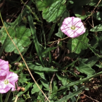 Convolvulus angustissimus subsp. angustissimus (Australian Bindweed) at Bobundara, NSW - 7 Mar 2021 by AndyRoo