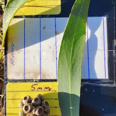 Eucalyptus elata (River Peppermint) at Deakin, ACT - 25 Oct 2023 by Steve818