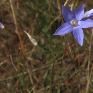 Wahlenbergia capillaris at Bobundara, NSW - 7 Mar 2021 11:24 AM