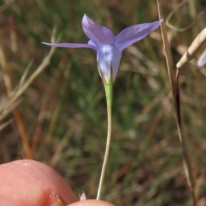 Wahlenbergia capillaris at Bobundara, NSW - 7 Mar 2021 11:24 AM