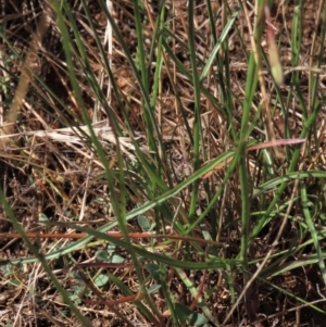 Wahlenbergia capillaris at Bobundara, NSW - 7 Mar 2021 11:24 AM