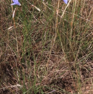 Wahlenbergia capillaris at Bobundara, NSW - 7 Mar 2021 11:24 AM