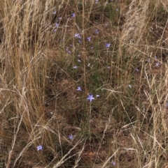 Wahlenbergia capillaris at Bobundara, NSW - 7 Mar 2021 11:24 AM