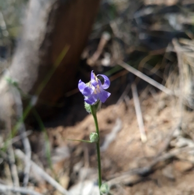 Wahlenbergia sp. (Bluebell) at Goorooyarroo NR (ACT) - 24 Oct 2023 by WalkYonder