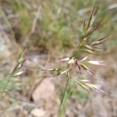 Rytidosperma (genus) (Wallaby Grass) at Gungahlin, ACT - 24 Oct 2023 by WalkYonder