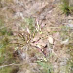 Rytidosperma sp. at Gungahlin, ACT - 24 Oct 2023