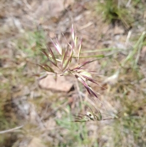 Rytidosperma sp. at Gungahlin, ACT - 24 Oct 2023