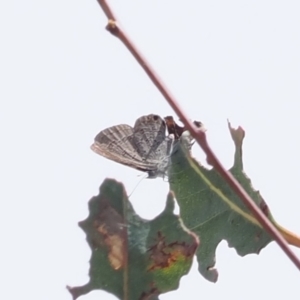 Acrodipsas myrmecophila at suppressed - 21 Oct 2023