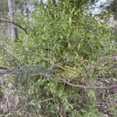 Billardiera heterophylla (Western Australian Bluebell Creeper) at Aranda, ACT - 25 Oct 2023 by lbradley