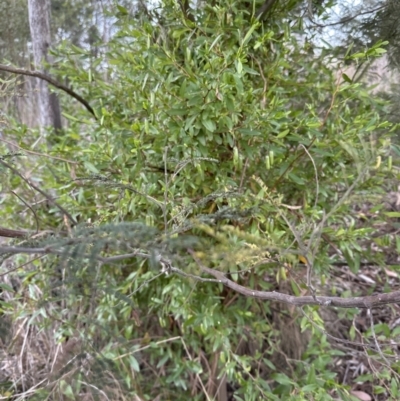 Billardiera heterophylla (Western Australian Bluebell Creeper) at Aranda, ACT - 25 Oct 2023 by lbradley