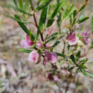 Dodonaea viscosa at O'Malley, ACT - 17 Oct 2023 11:50 AM