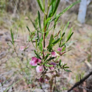 Dodonaea viscosa at O'Malley, ACT - 17 Oct 2023 11:50 AM