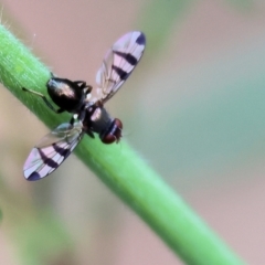 Unidentified Other true fly at Yackandandah, VIC - 21 Oct 2023 by KylieWaldon