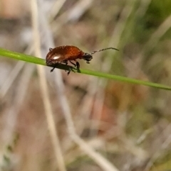 Ecnolagria grandis (Honeybrown beetle) at ANBG South Annex - 23 Oct 2023 by WalkYonder