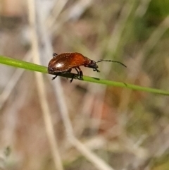 Ecnolagria grandis at Canberra Central, ACT - 23 Oct 2023