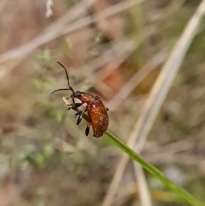 Ecnolagria grandis at Canberra Central, ACT - 23 Oct 2023