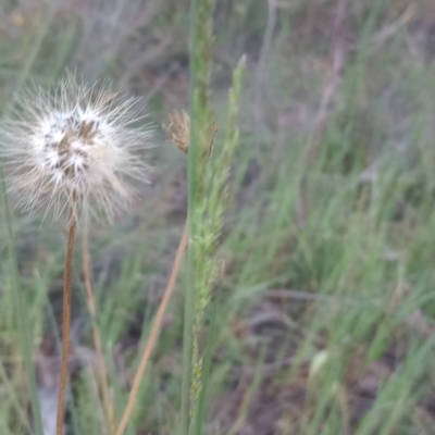 Microseris walteri (Yam Daisy, Murnong) at Majura, ACT - 21 Oct 2023 by Berlge