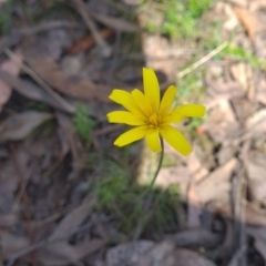 Microseris walteri (Yam Daisy, Murnong) at Micalong Gorge - 22 Oct 2023 by Wildlifewarrior80