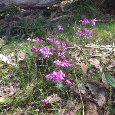 Tetratheca bauerifolia (Heath Pink-bells) at Micalong Gorge - 22 Oct 2023 by Wildlifewarrior80