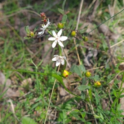 Wurmbea dioica subsp. dioica (Early Nancy) at Micalong Gorge - 22 Oct 2023 by Wildlifewarrior80