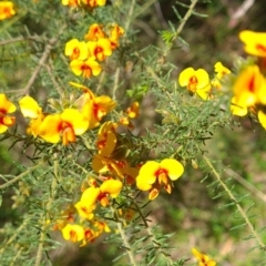 Dillwynia phylicoides (A Parrot-pea) at Wee Jasper, NSW - 22 Oct 2023 by Wildlifewarrior80